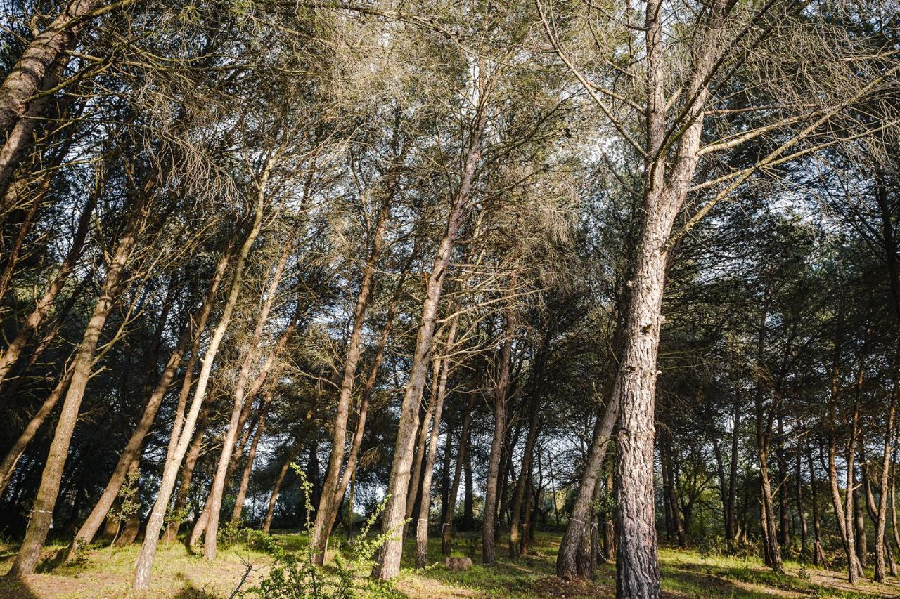 19 Secolo - Trulli Con Foresta, Bici E Barbecue 奇斯泰尼诺 外观 照片